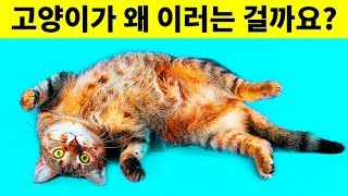 눈이 마주치면 고양이가 등을 대고 눕는 이유