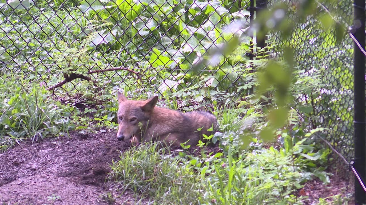 national wildlife day