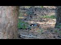 Сойка / Eurasian Jay