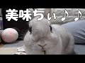 うさぎのご飯　グルテンフリーのペレット　3種類食べ比べ!