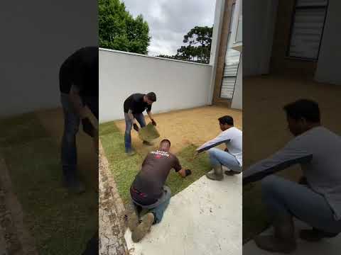 Vídeo: Grama ornamental que cresce na areia: grama ornamental em solo arenoso