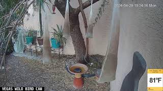 Vegas Wild Bird Cam Live Stream