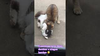 Chica mala ☺️ #musica #cat #chica #family #shortvideo #paz #amor