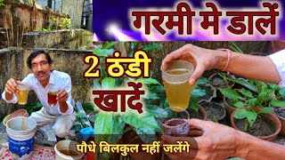 गरमी में  डालें 2 ठंडी खादें , आपके पौधे बिलकुल हरे भरे रहेंगे / Summer Fertilizer for your Plants