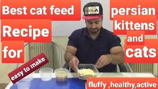 Best Persian cat food recipe / Best cat food for winter / for fluffy hairs and weight  / Urdu /Hindi