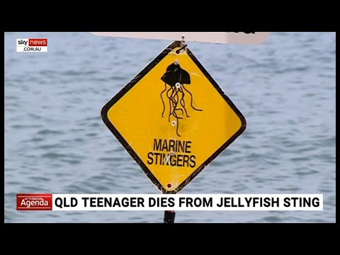 Queensland teenager dies from box jellyfish sting