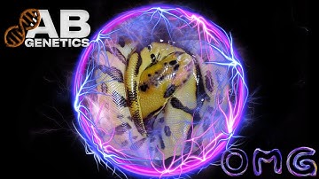 Fresh Cypress Clown Combos @ ABG!!!!!!!