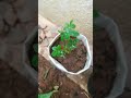 Jamin par lagaye gulab ka poudha #plant #gardening
