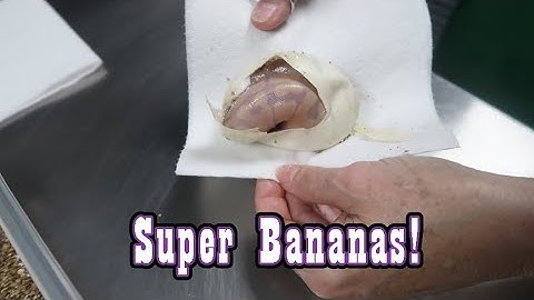 Ball Python Egg Cutting   Clutch #4