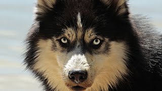 Top 10 Most Expensive Dogs In the World