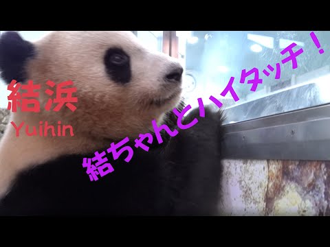 結浜　パンダ結ちゃんとハイタッチ　飼育員さんに来てほしい　High tension giant panda.
