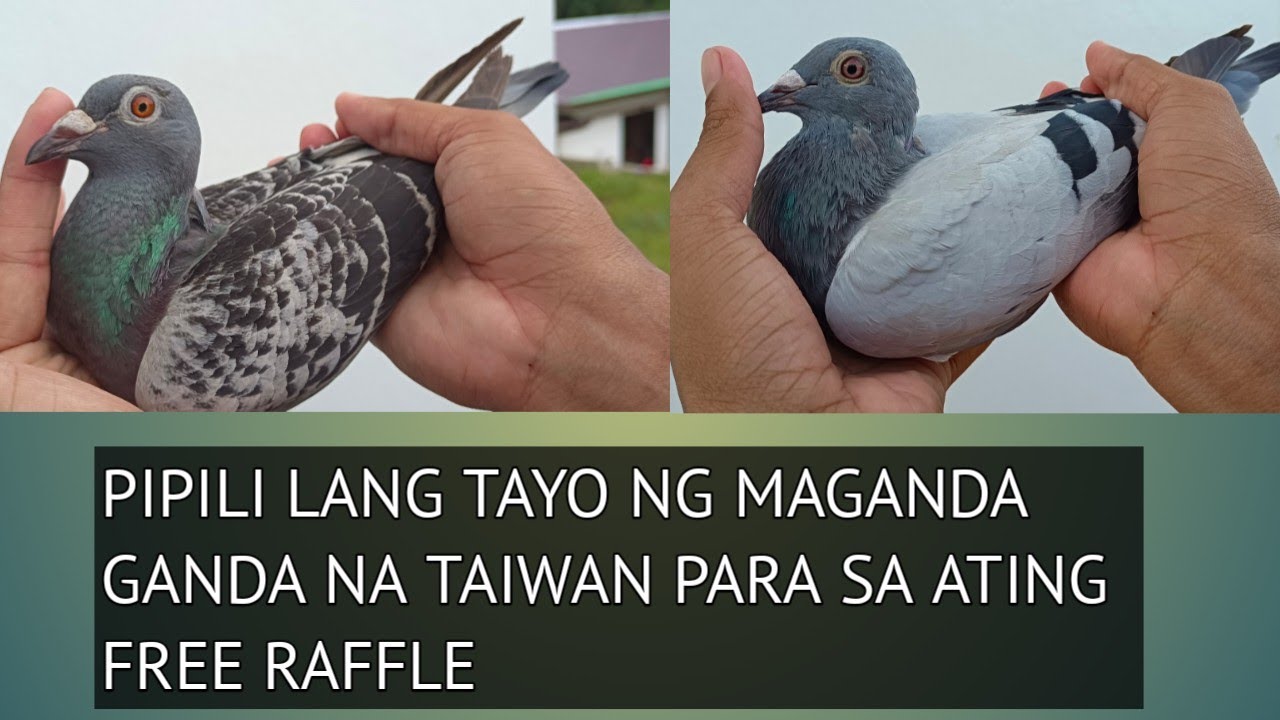 Taiwan Raffle 3PCS AVAILABLE TAIWAN | FREE RAFFLE UPDATE ๐น๐ผ๐น๐ผ๐น๐ผ - YouTube