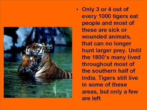 facts about tigers