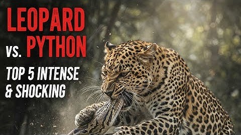 Leopard vs. Python: Top 5 Intense & Shocking Big Cat Encounters You Have to See