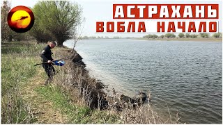 ЖИВАЯ АСТРАХАНЬ / ВОБЛА! НАЧАЛО БОЛЬШОЙ РЫБАЛКИ