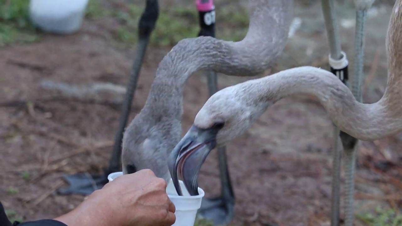 Phoenix Zoo Flamingo Chicks - YouTube