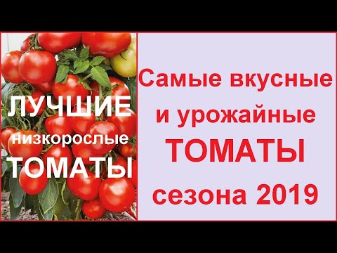 Самые УРОЖАЙНЫЕ, ЛУЧШИЕ и ВКУСНЫЕ сорта томатов (черри) &#55356;&#57157;Лучшие низкорослые помидоры 2019