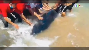 Giải cứu cá voi bị mắc cạn ở biển La Gi | Bản tin trưa - 5.5.2023