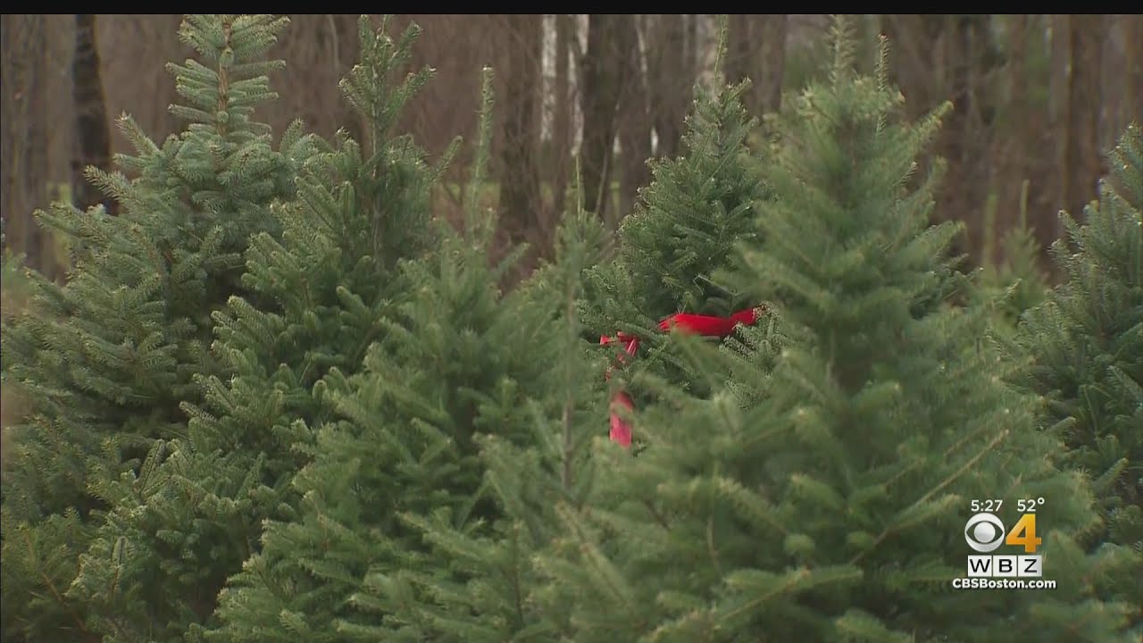 Massachusetts Christmas Tree Farms Selling Out Early This Year YouTube