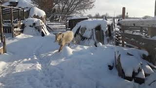 Козел и Солнышко,смотреть до конца!