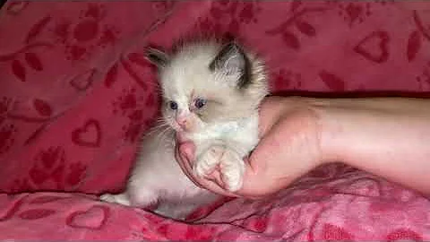 Video 1112681: mink kitten, bicolor mink, mink male, home cattery, kittens born