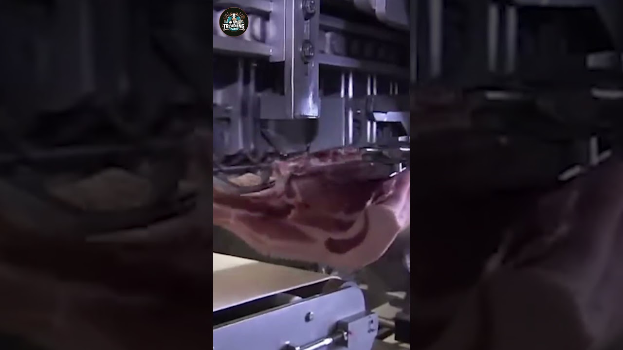 modern pig processing plant 