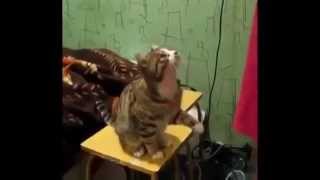 Мастер класс от кота--Best funny and cute cat videos compilation 2014