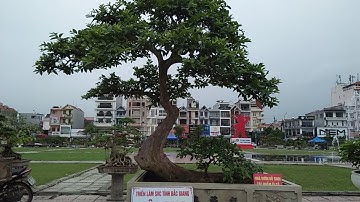 Cây ổi ở triển lãm cây cảnh Bắc Giang năm 2022.