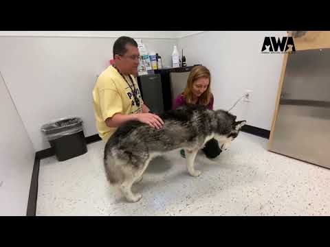 Bienvenido a la clínica de mascotas de AWA | Animal Welfare Association