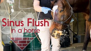 Flushing a Horse