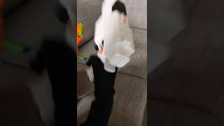 Nerf stryfe Speed reload