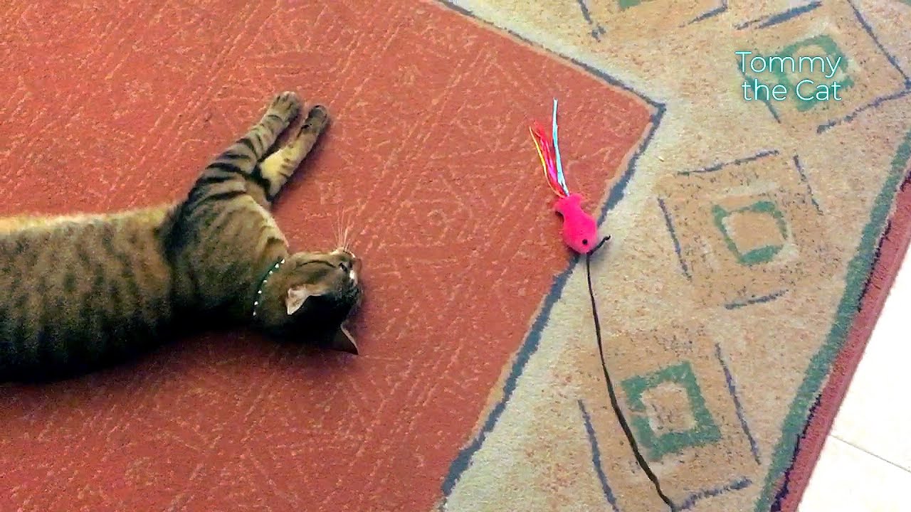 Cat Tommy finds an ingenious way to spend less energy  😂😂
