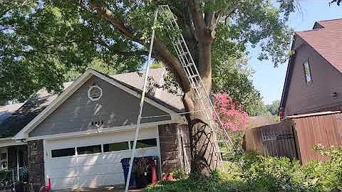 How to cut trees in dangerous situations with an orchard ladder