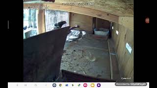 Reolink Chicken Cam. Chicken thief caught red-handed.