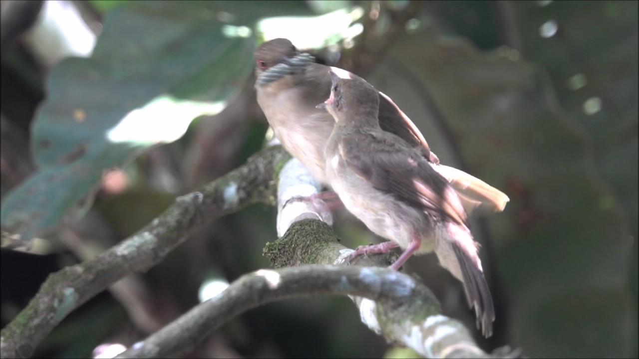 Asian Red-Eyed Bulbul Feeding 