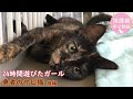 保護した子猫 6匹きょうだいの末っ子のやんちゃ姫に 勇者のサビ猫≪後編≫ナレーション付【保護猫幸せ物語】#39 Foster cat`s happy story