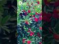 Litichi Plant 🪴 #shorts