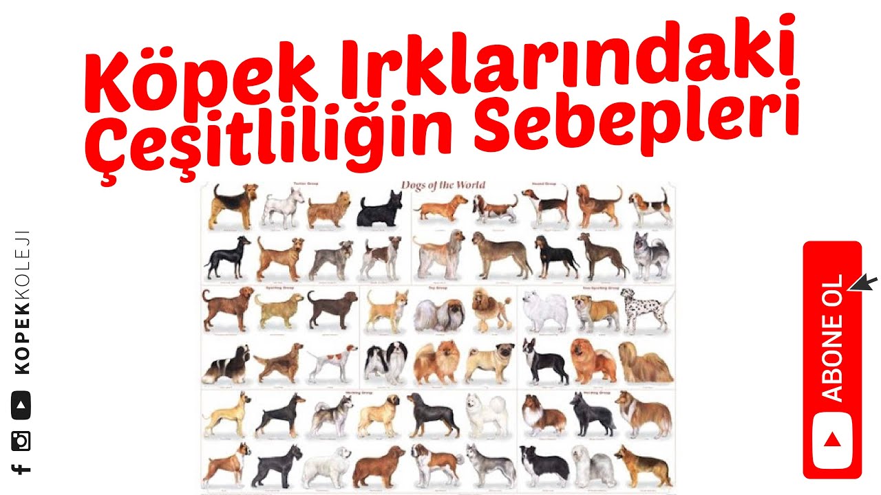 Köpek Irklarındaki Çeşitliliğin Sebepleri - YouTube