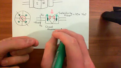 Voltage Gated Sodium Channels Part 3