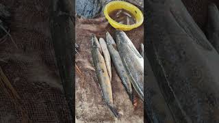 Seafood Market Fish and Lobster #youtubeshorts