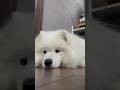 雨で残念そうなサモエド犬 #サモエド #dog #サモエドスマイル #癒し #愛犬 #散歩 #散歩好き #samoyed