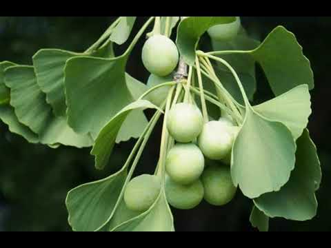 SIMAKLAH!! Inilah Dia 20 Manfaat dan Khasiat Ginkgo Biloba untuk