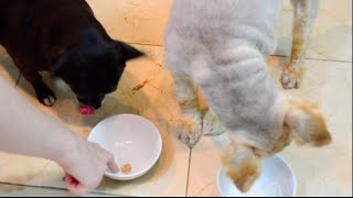 DIY pill pocket dog cat home made dog treat