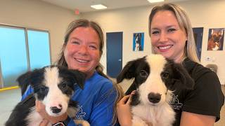 Healing begins for animals rescued in Martin County Hoarding Cases