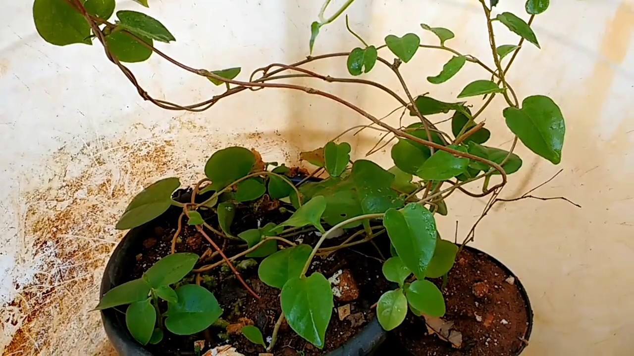 planta insulina trepadeira natural - YouTube planta insulina trepadeira natural - YouTube