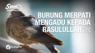 Burung Merpati Mengadu Kepada Rasulullah - Lima Menit Yang Menginspirasi