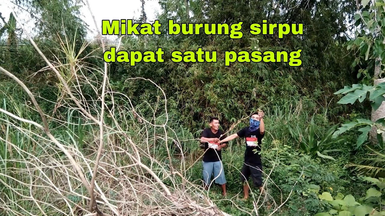 Cara mikat burung sirtu / cipoh pakai mp3 
