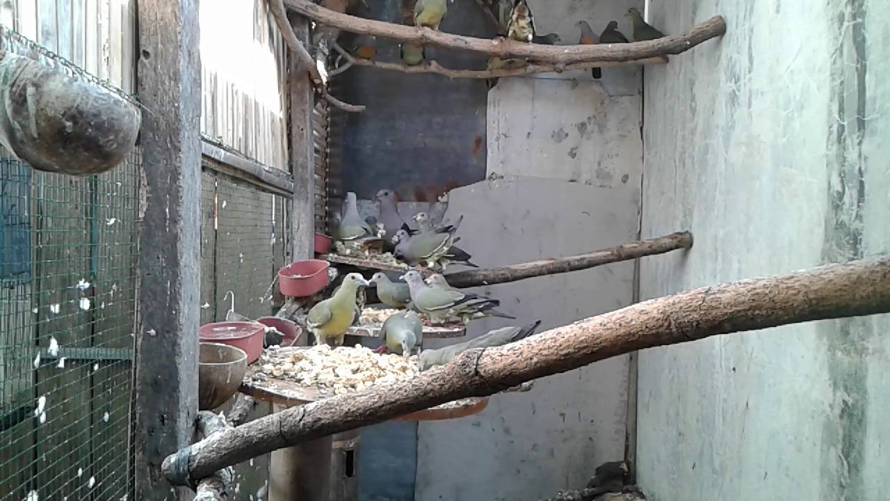 Punai Gading Ifdc Youtube