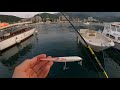 Topwater lure fishing  leerfish cr leccia amia