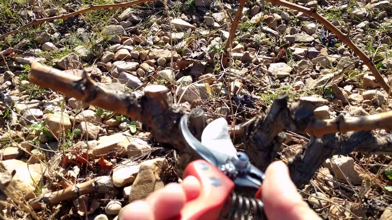 Poda viña, conducción de savia